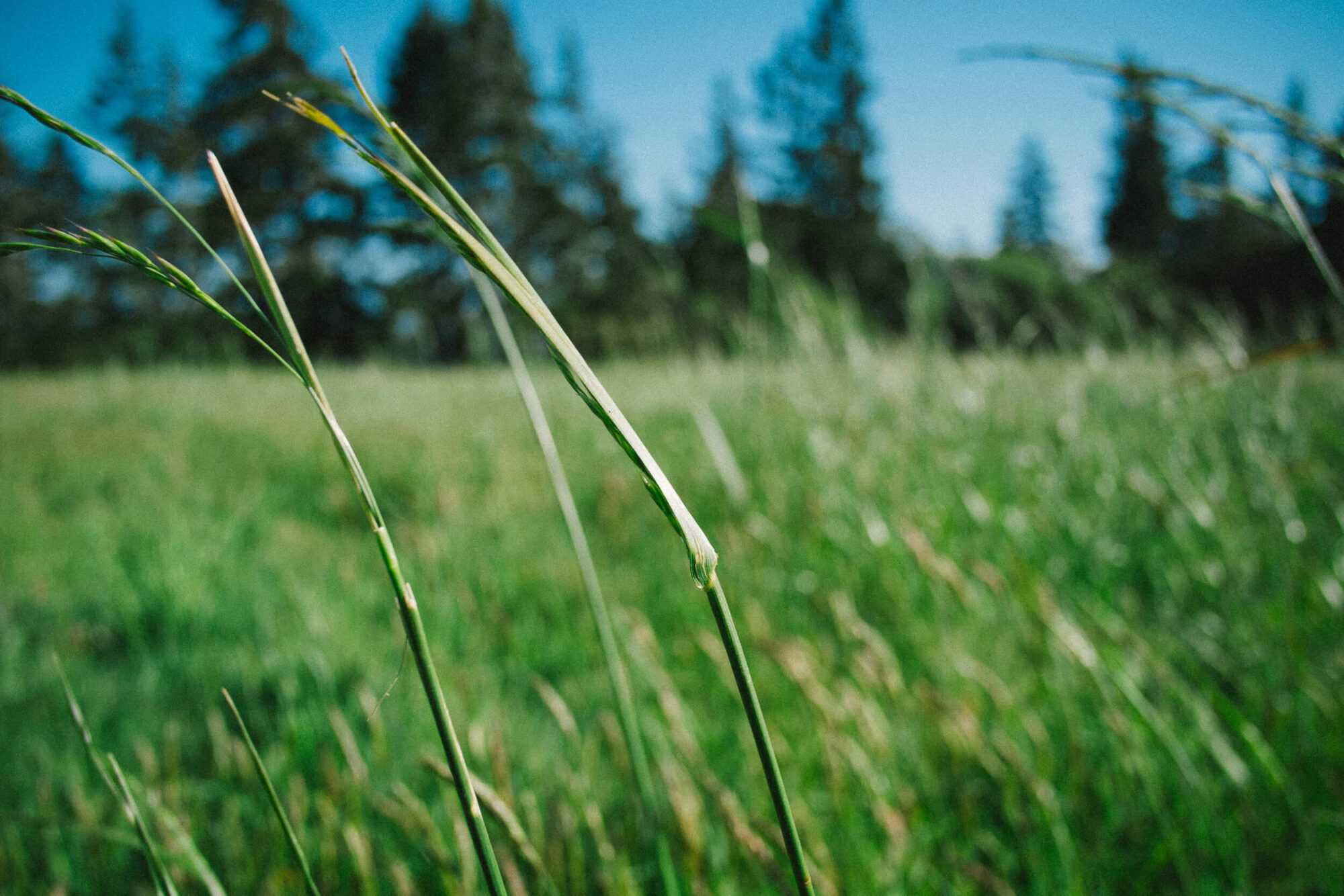 Closeup of blades of grass in a field.