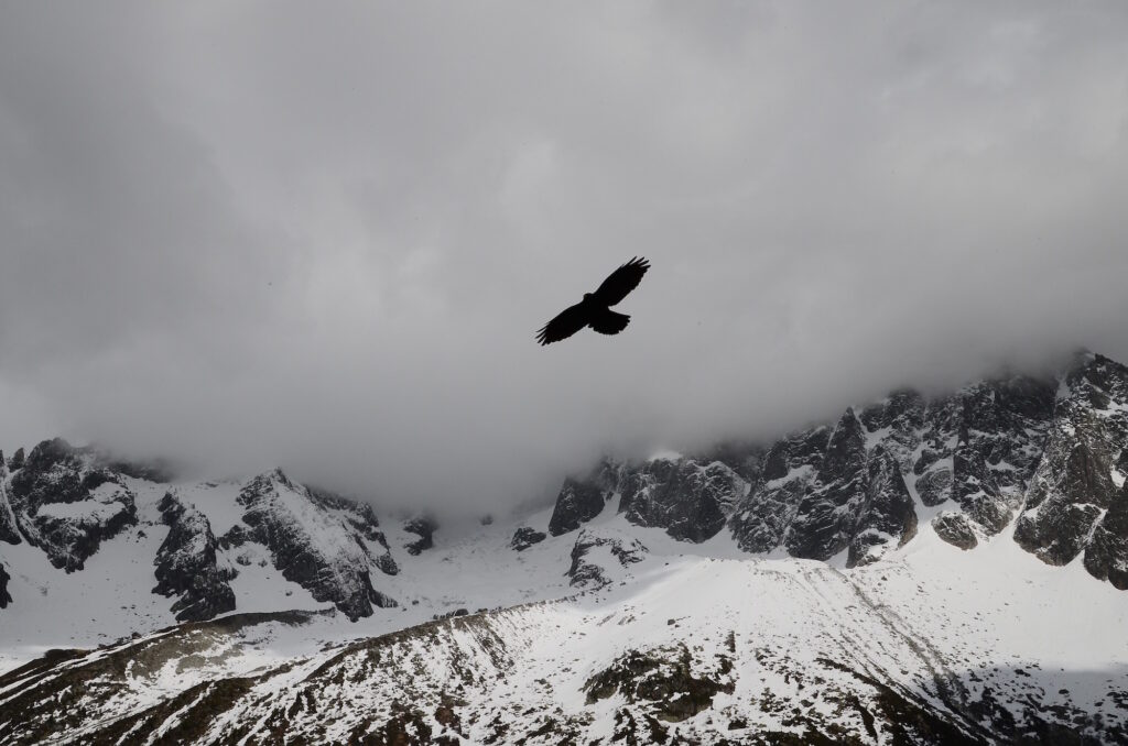 Silhouette of a bird flying over snowy mountains.
