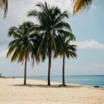 Tropical beach with lush palm trees and clear skies.